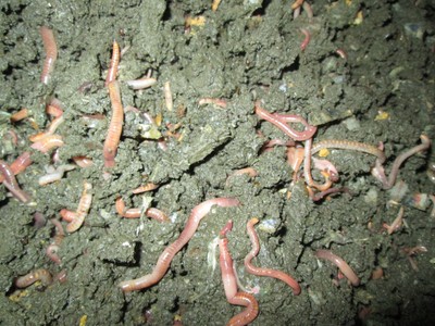 35 Red Worms, Eisenia Fetida   ...