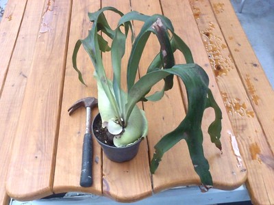 Platycerium willinckii v. pygmaen SPECIES STAGHORN FERN ...