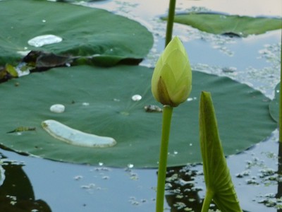 Nelumbo Nucifera ~RED LOTUS  5~ Lily ...
