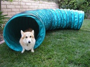 Very Durable Vinyl 10' Tunnel Dog Agility Equipment | eBay