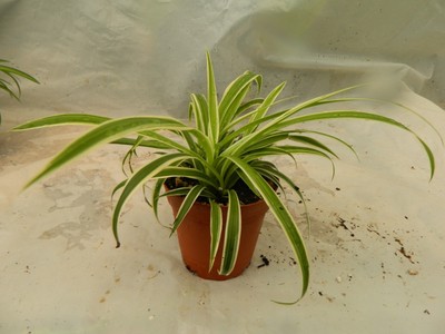 Spider plant 