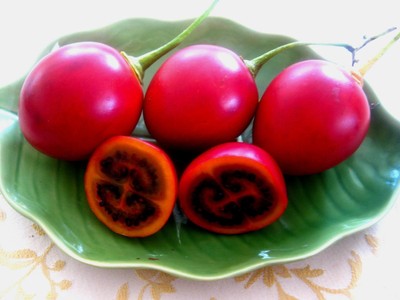 Tamarillo, (Tree Tomato), Cyphomandra betacea, Tree Seeds ...