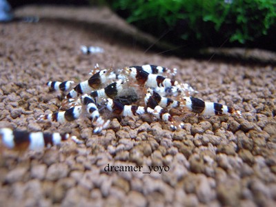 10 A-S Beautiful Health Crystal Black Shrimp ...