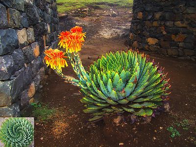 ~ African Spiral Aloe ~ Aloe Polyphylla ...