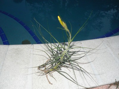 Bromeliad Tillandsia Schiedeana Minor ExoticTropical Air Plant