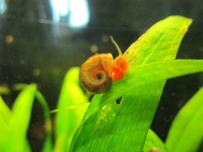 1 Ramshorn Snail Live Algae Eater Freshwater ...