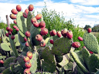 Cactus Succulent OPUNCIA ficus-indica - un-rooted cutting ...