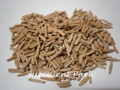 Adenium Obesum (Desert Rose) mixed SEEDS