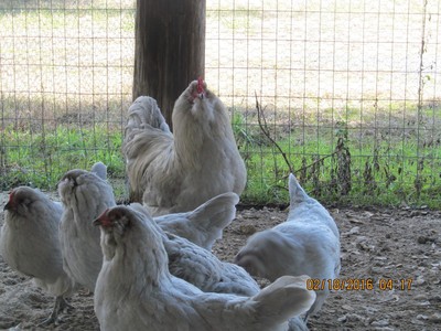 12+Pure Lavender Ameraucana Hatching Eggs