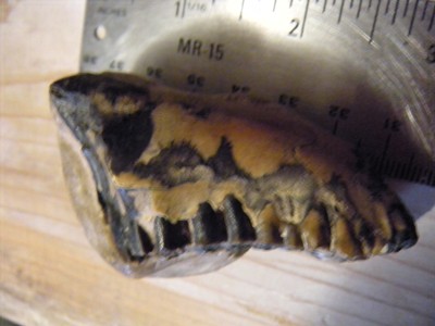 Dinosaur Upper Jaw Bone With Teeth Fossil Dinosaur Upper Jaw Bone With Teeth Fossil