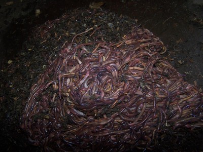 Live Red Wigglers:composting & Fishing ,  ...