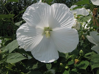 Hardy Hibiscus Seeds ★ BLUE RIVER ★ ...
