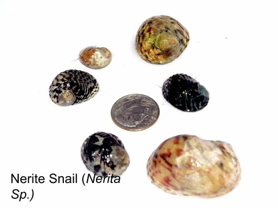 30-Live Saltwater Nerite Snails (Nerita sp) Reef ...