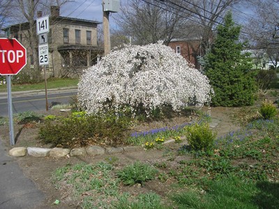 JAPANESE  WEEPING SNOW CHERRY*****FLOWERING TREE**8-12 INCH