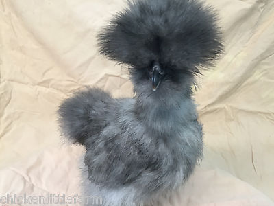 8 + Bearded Silkie Hatching Eggs Assorted ...