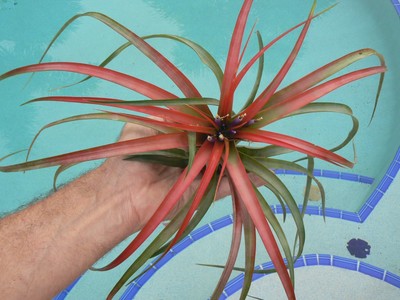 Bromeliad Tillandsia brachycaulos Exotic Tropical Air Plant