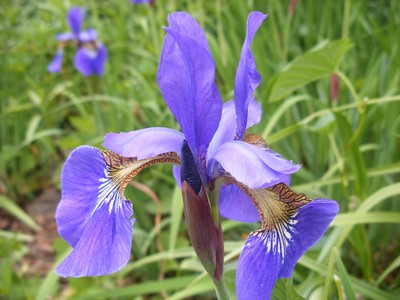 9 SIBERIAN IRIS - BLUE MOON  ...