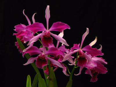 Laelia Purpurata Orchid 4