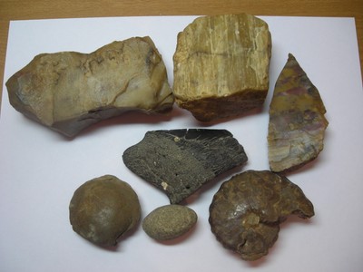 Fossil Dinosaur Bone Petrified Wood Shell, Seven Piece Lot, I Dont Know ??? Fossil Dinosaur Bone Petrified Wood Shell, Seven Piece Lot, I Dont Know ???