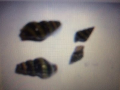 5 Assassin Snails Live - FREE Shipping