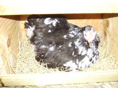 10+ MOTTLED COCHIN BANTAM Hatching Eggs