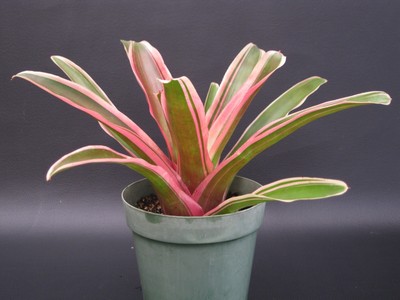 Bromeliad Neoregelia 'Annick' - Chester Skotak - ...