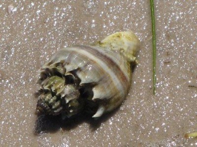 20 LIVE Saltwater Snails Crown Conch Aquarium ...