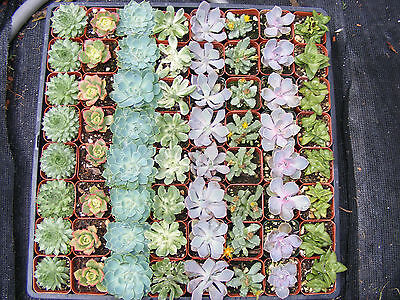 20 Assorted Succulent Plants - 2 inch ...