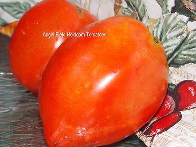 Amish Paste Heirloom Tomatoes Seeds 10 Fruit ...