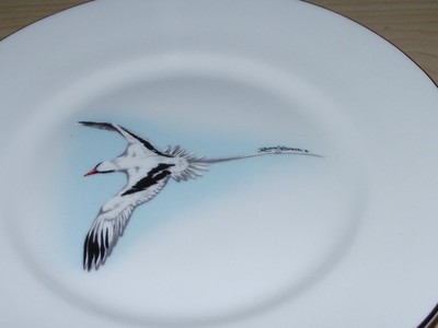 Bermuda Longtail Phaethon Lepturus Queen's Rosina China England plate