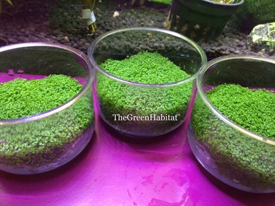 Vitro* Dwarf Baby Tears Hemianthus Callitrichoides Live ...