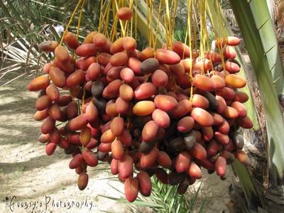 60 + RARE MINI date Palm seeds ...