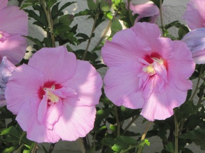 1 Pink Rose-of-Sharon LIVE PLANT SEEDLING Bush/shrub/tree ...