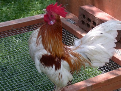 Old English Bantam Red Pyle Hatching Eggs ...