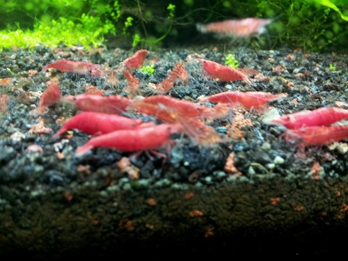 6 + 2 ~RED CHERRY SHRIMP~  ...