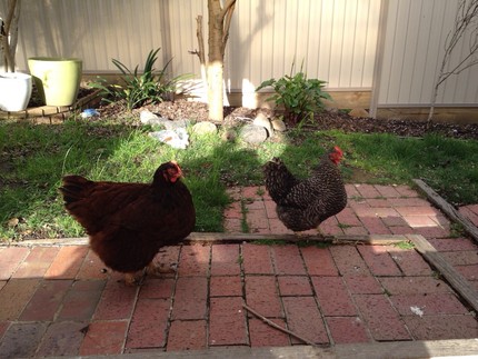 free two egg laying chickens free two chickens to give away they do ...