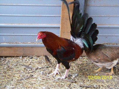 10 Kelso cross gamefowl hatching eggs