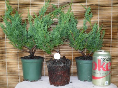 3 KISHU SHIMPAKU (Juniperus Chinensis Shimpaku) Pre ...