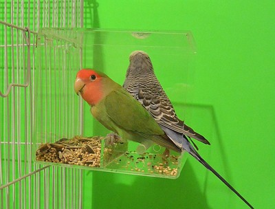 No Mess Parrot Feeder Bird Toys Canary ...