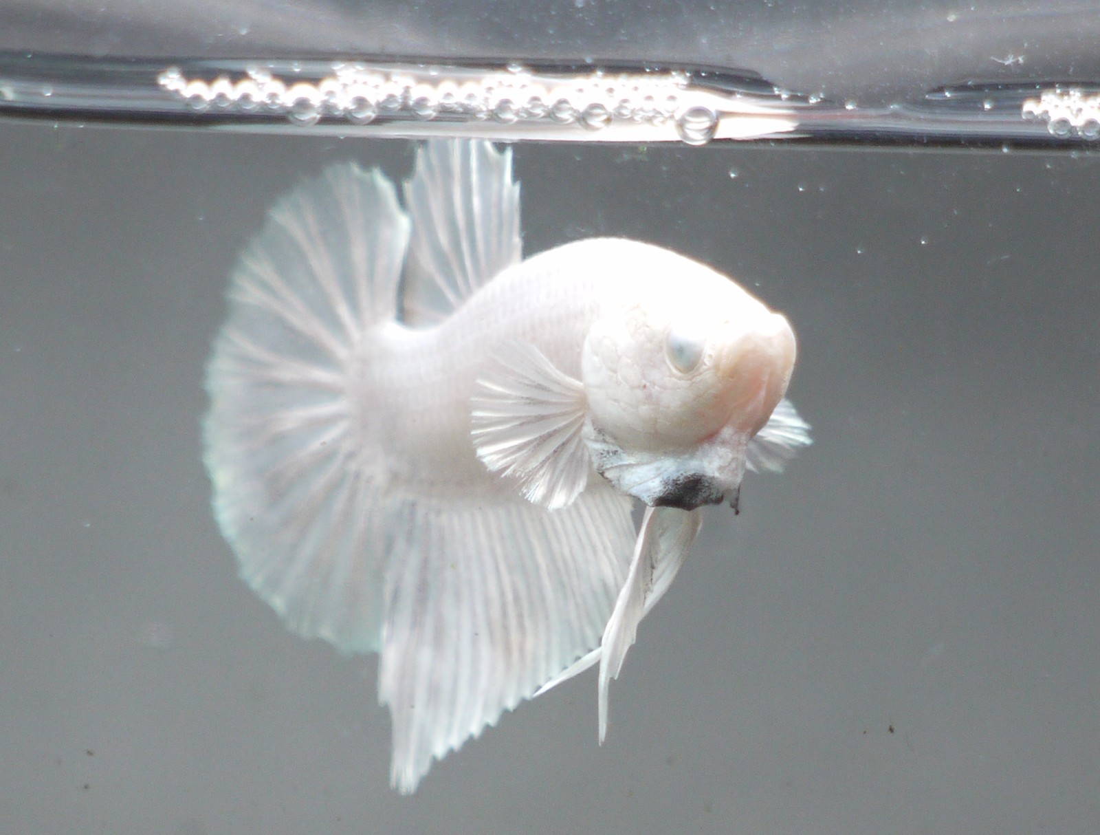 live Tropical Fish-White hm Plakat W/ Dragon ...