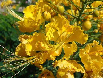 BARBADOS PRIDE * YELLOW BIRD OF PARADISE ...