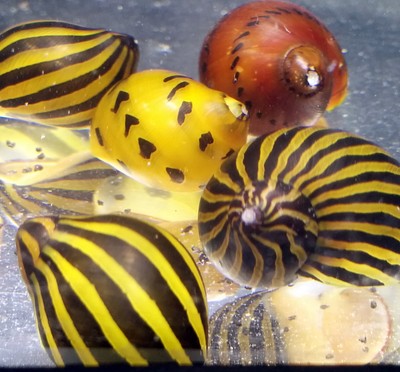 2 Nerite Snails, (1 Tiger 1 Zebra) ...