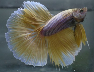 live Tropical Fish-Yellow pineapple butterfly halfmoon betta ...