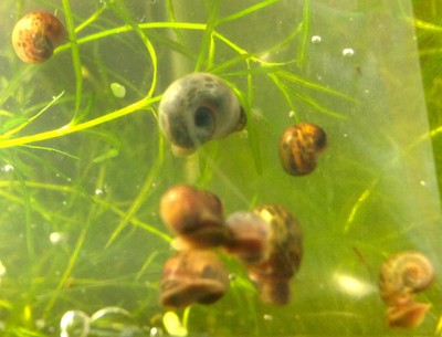 15 Ramshorn Snails Live Aquarium Snails Freshwater ...