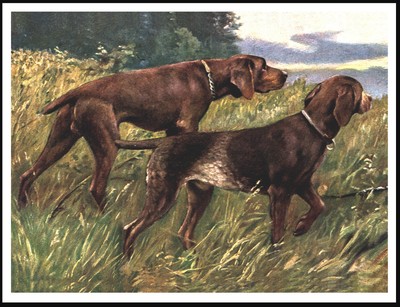 GERMAN SHORTHAIRED POINTER TWO DOGS GREAT DOG ...
