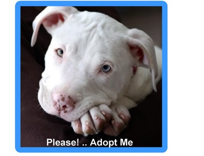 Pit Bull Terrier Dog Adopt me  ...