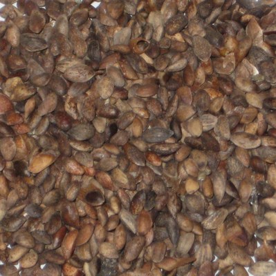 250 Japanese Black Pine Bonsai Tree Seed ...
