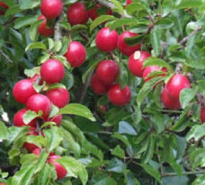 Cherry Plum fruit tree seedling dwarf edible ...