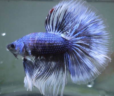 live Tropical Fish-Blue fancy  halfmoon betta ...