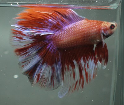 live Tropical Fish-DOUBLETAIL  halfmoon betta C30